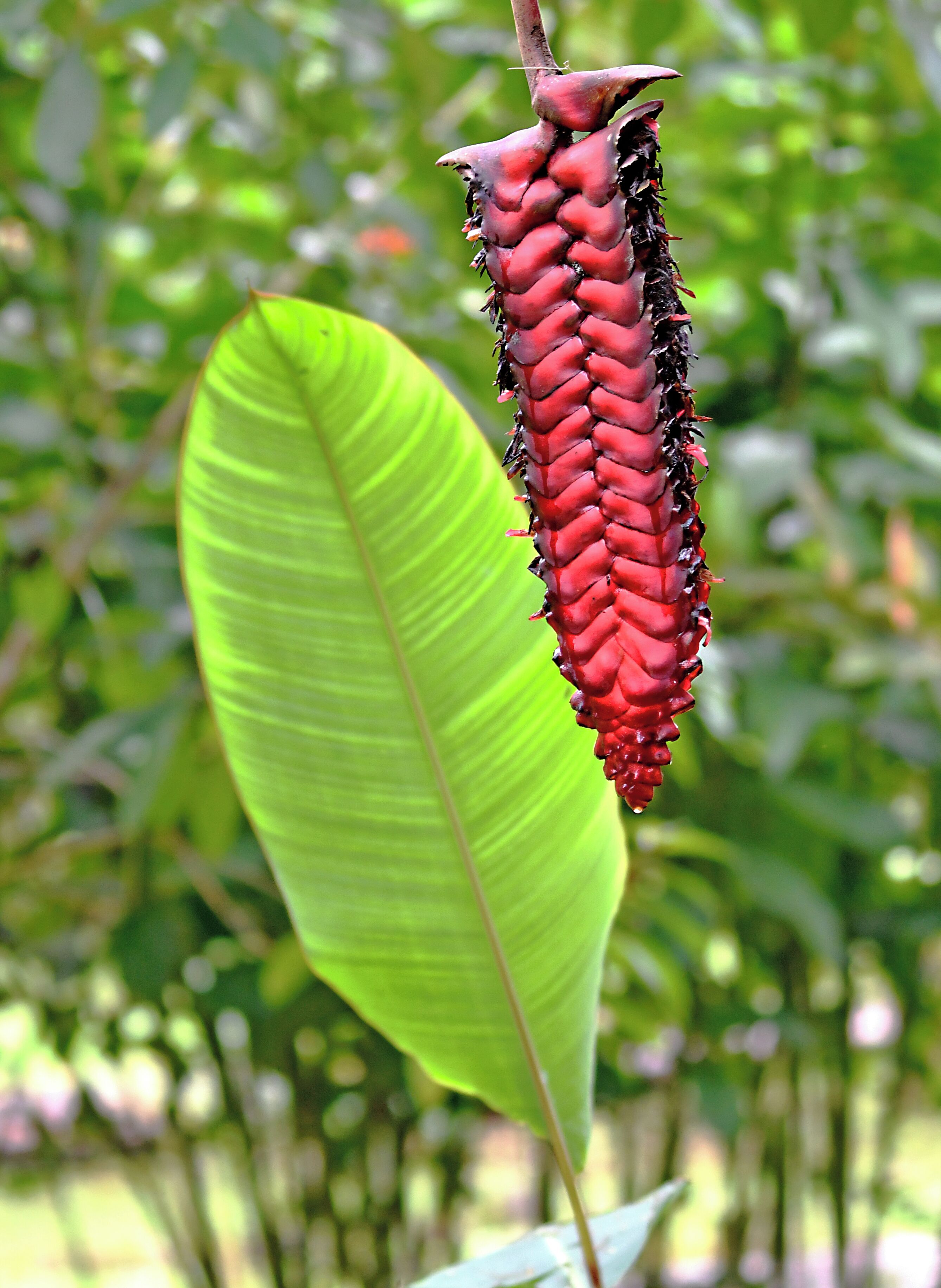 Flora abounds. Hard to take it all in!