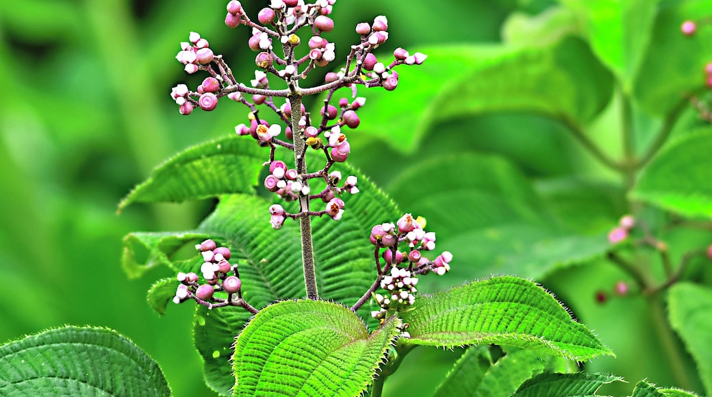 Flora abounds. Hard to take it all in!