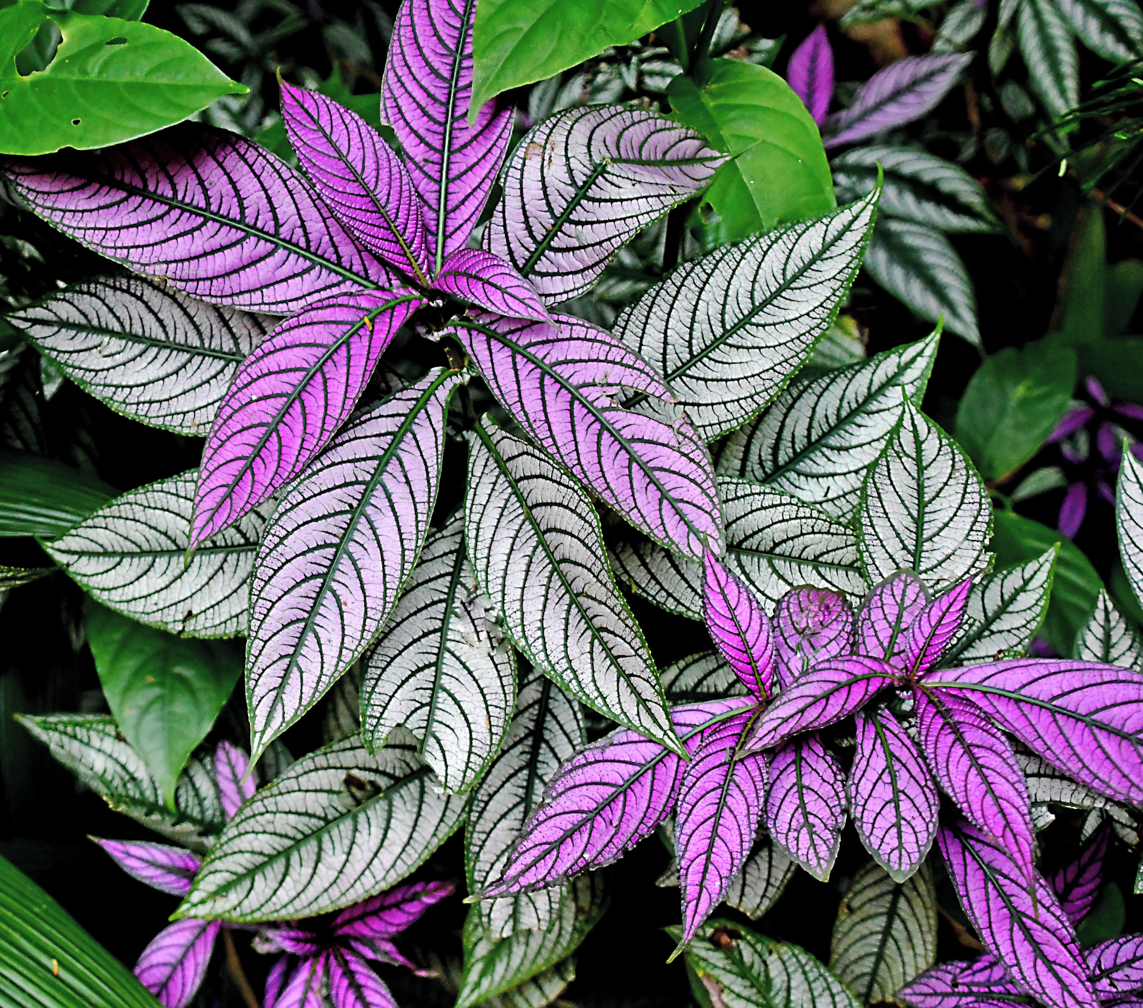 Flora abounds. Hard to take it all in!