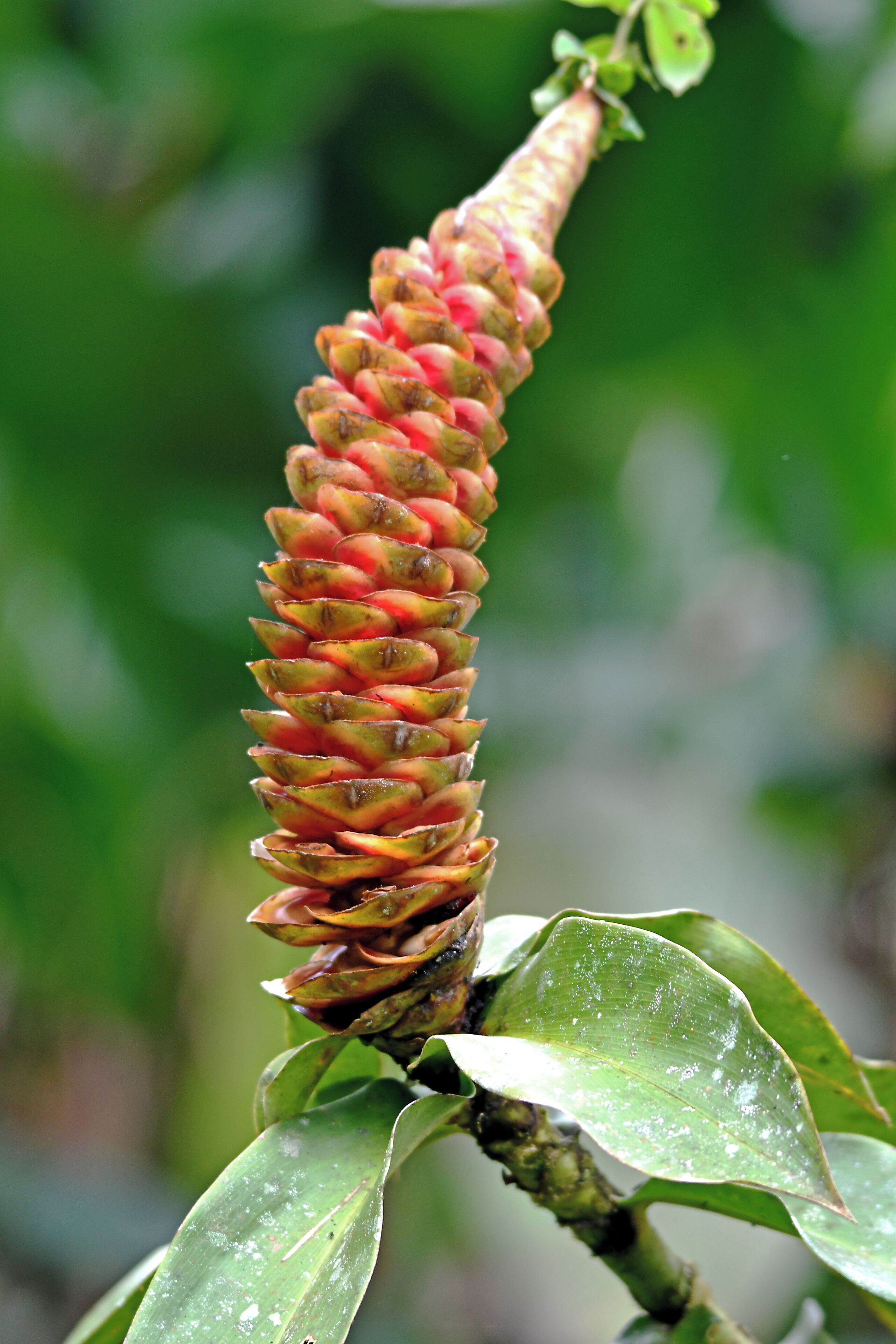 Flora abounds. Hard to take it all in!