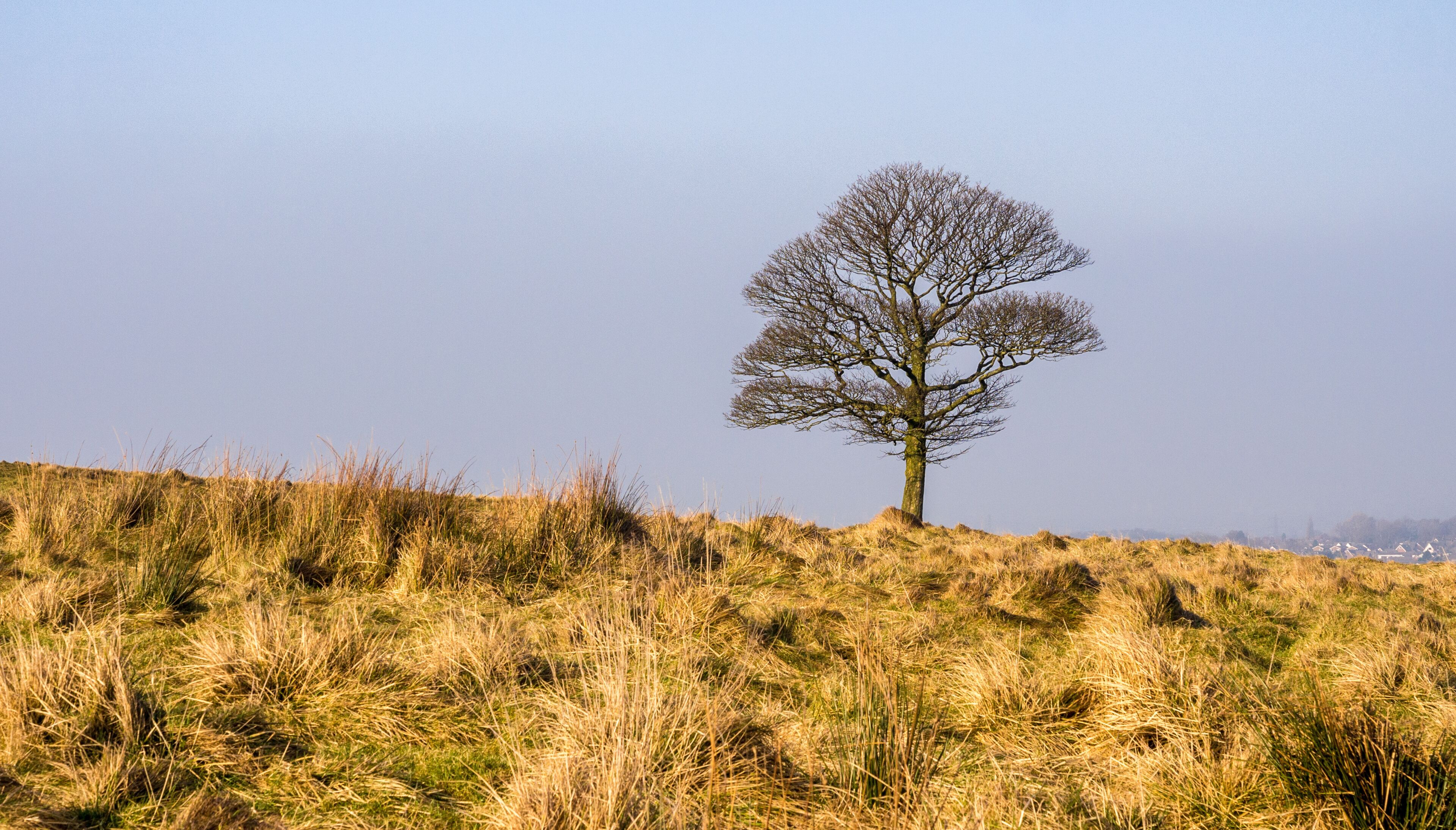A solitary tree on a grassy hill with a clear sky.