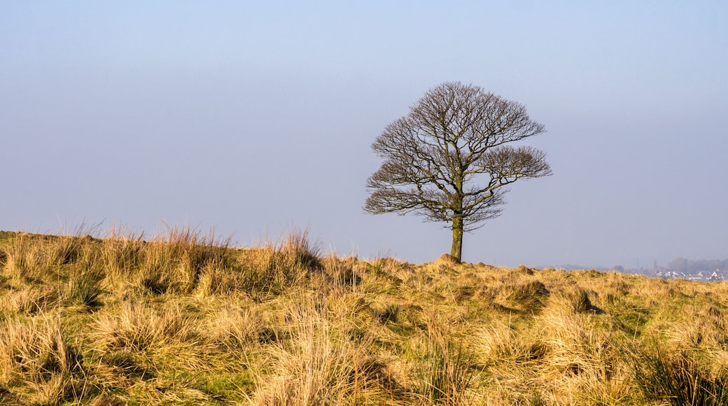 A solitary tree on a grassy hill with a clear sky.