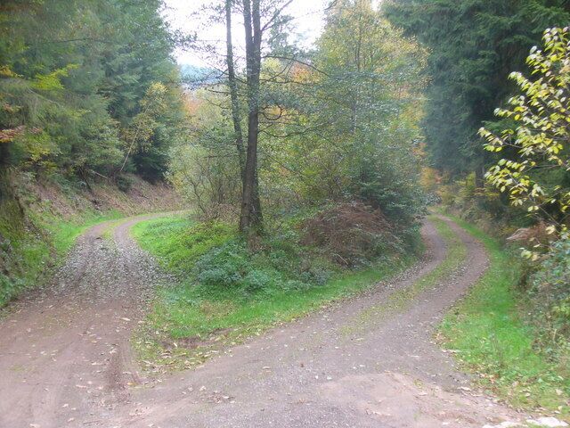 Waldwege im Pfalzeler Wald (Paths in Pfalzel Wood)