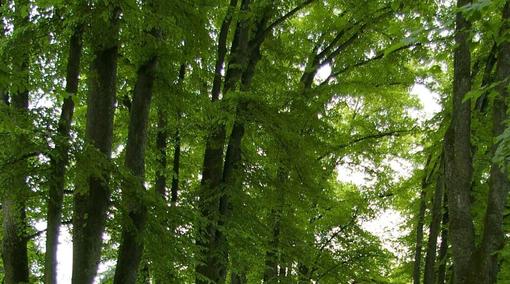 Trees in Lindenhof Park, Bad Schachen