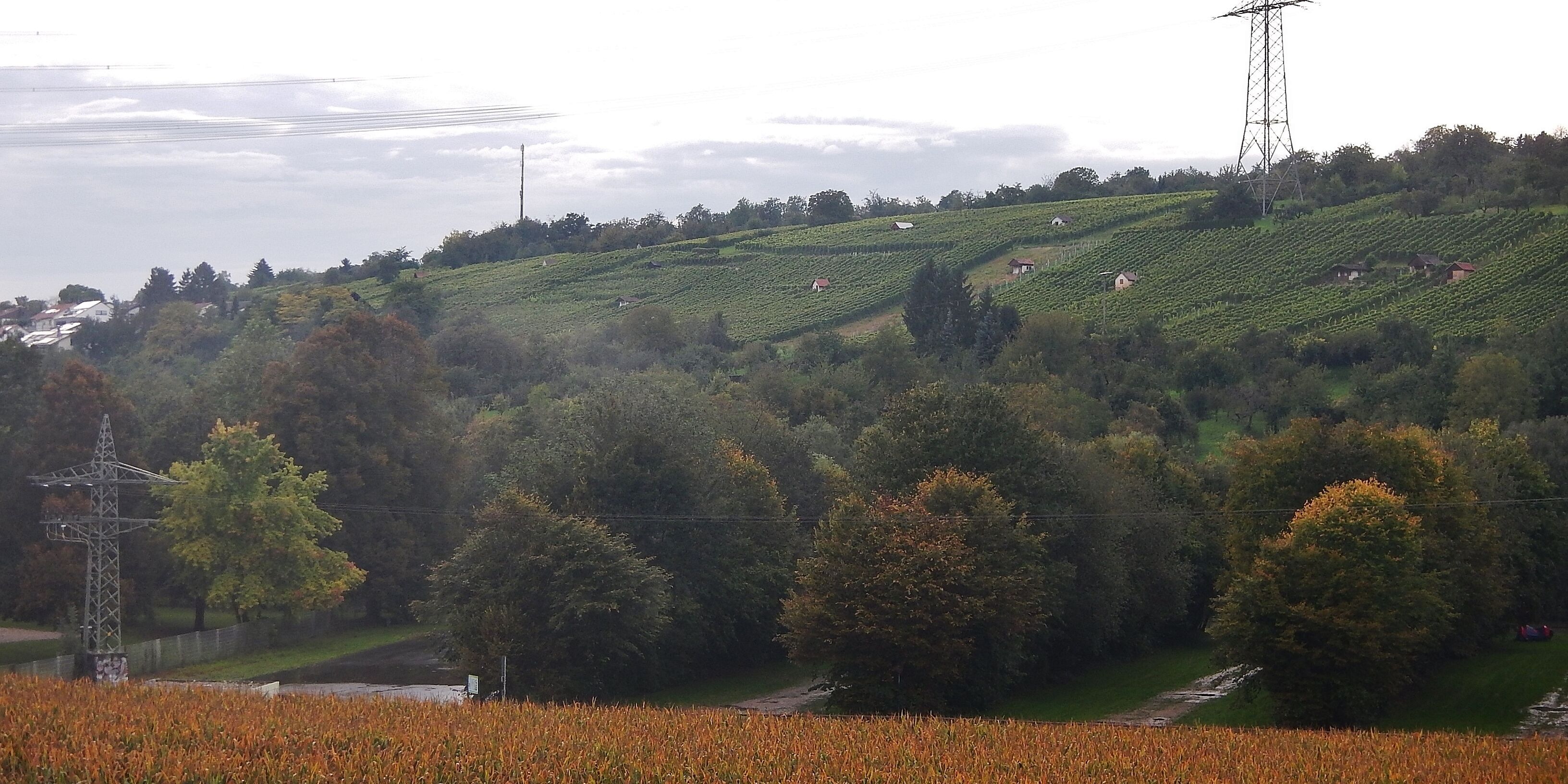 Beim 366 km langen Neckartalradweg: Blick über das Neckartal auf die Weinberge