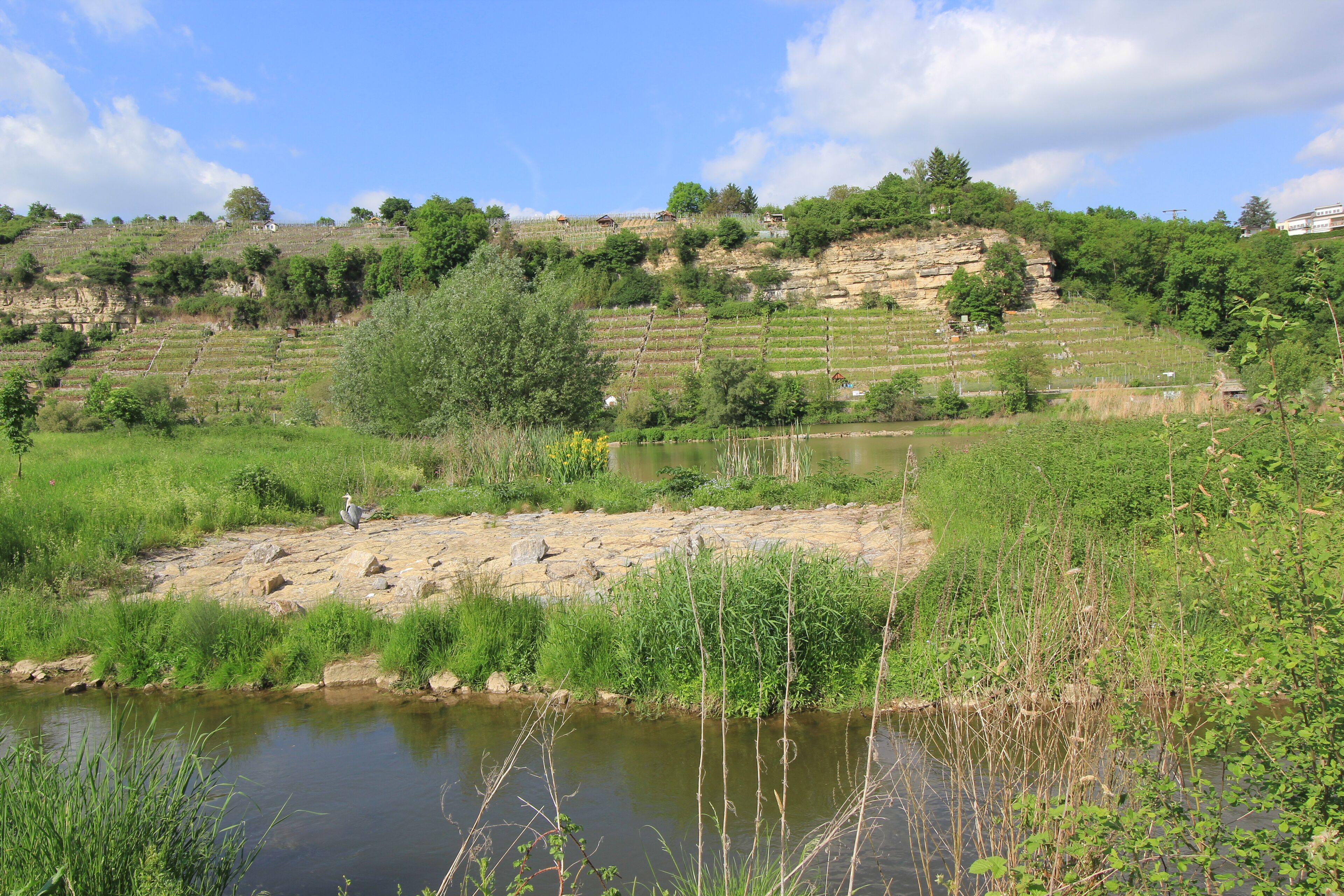 A river with a rocky bank, lush greenery, terraced fields, and a hill with scattered trees and buildings.