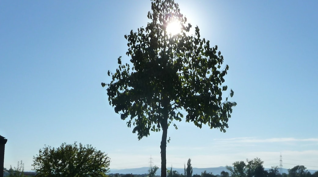 Ruchheim, 67071 Ludwigshafen, Germany