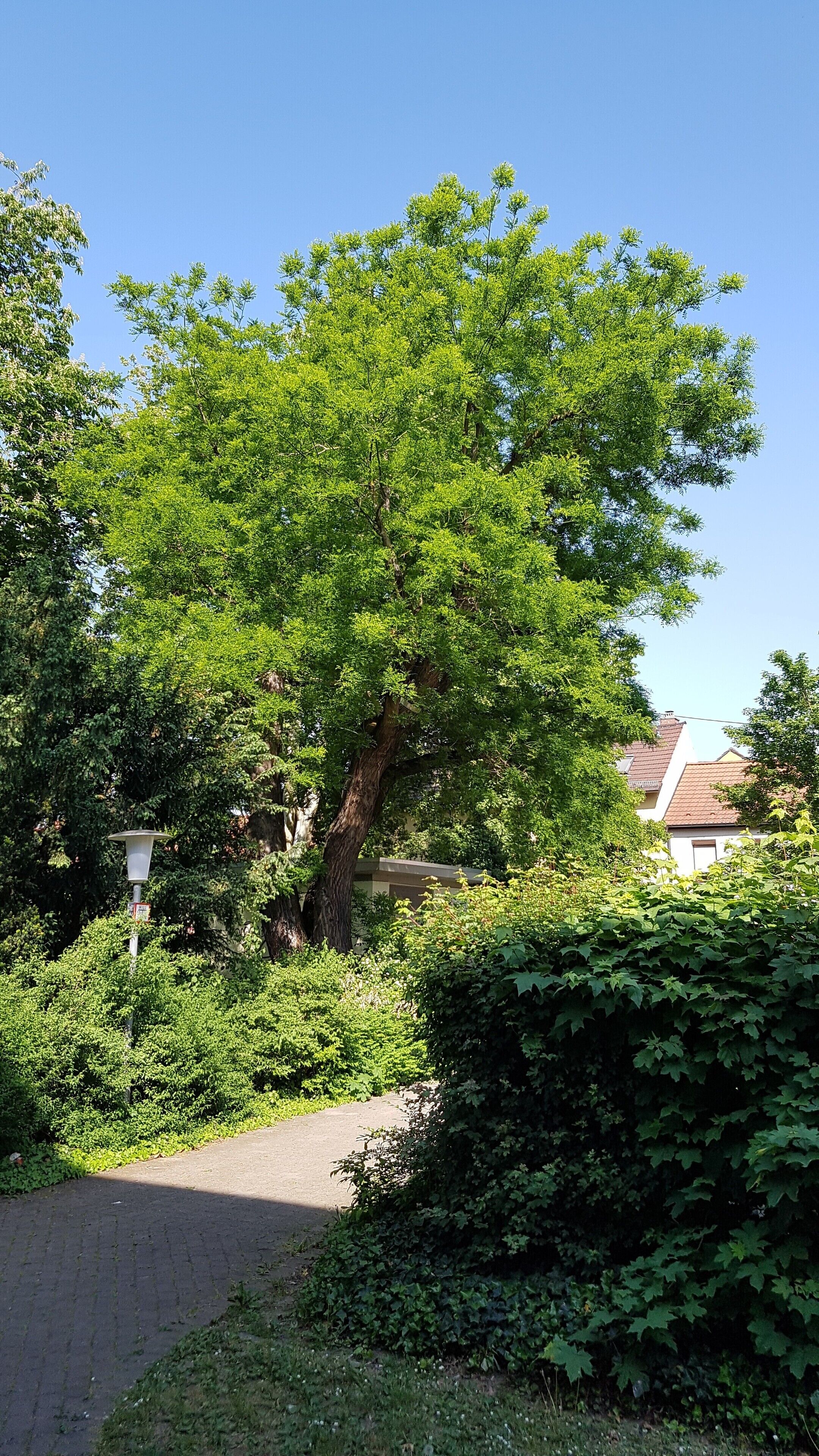 Schnurbaum (Styphnolobium japonicum) im Josef-Queva-Park in Oggersheim (Ludwigshafen); Naturdenkmal ND-7314-002