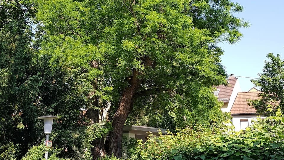 Schnurbaum (Styphnolobium japonicum) im Josef-Queva-Park in Oggersheim (Ludwigshafen); Naturdenkmal ND-7314-002