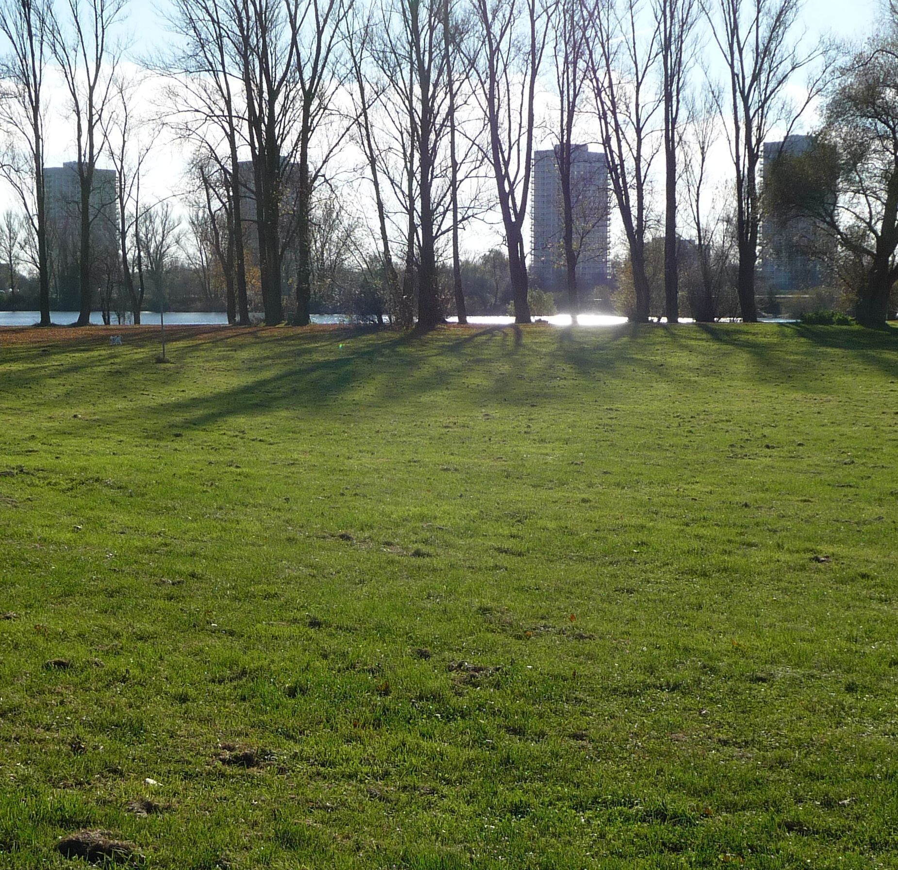 die vier Froschlache-Hochhäuser