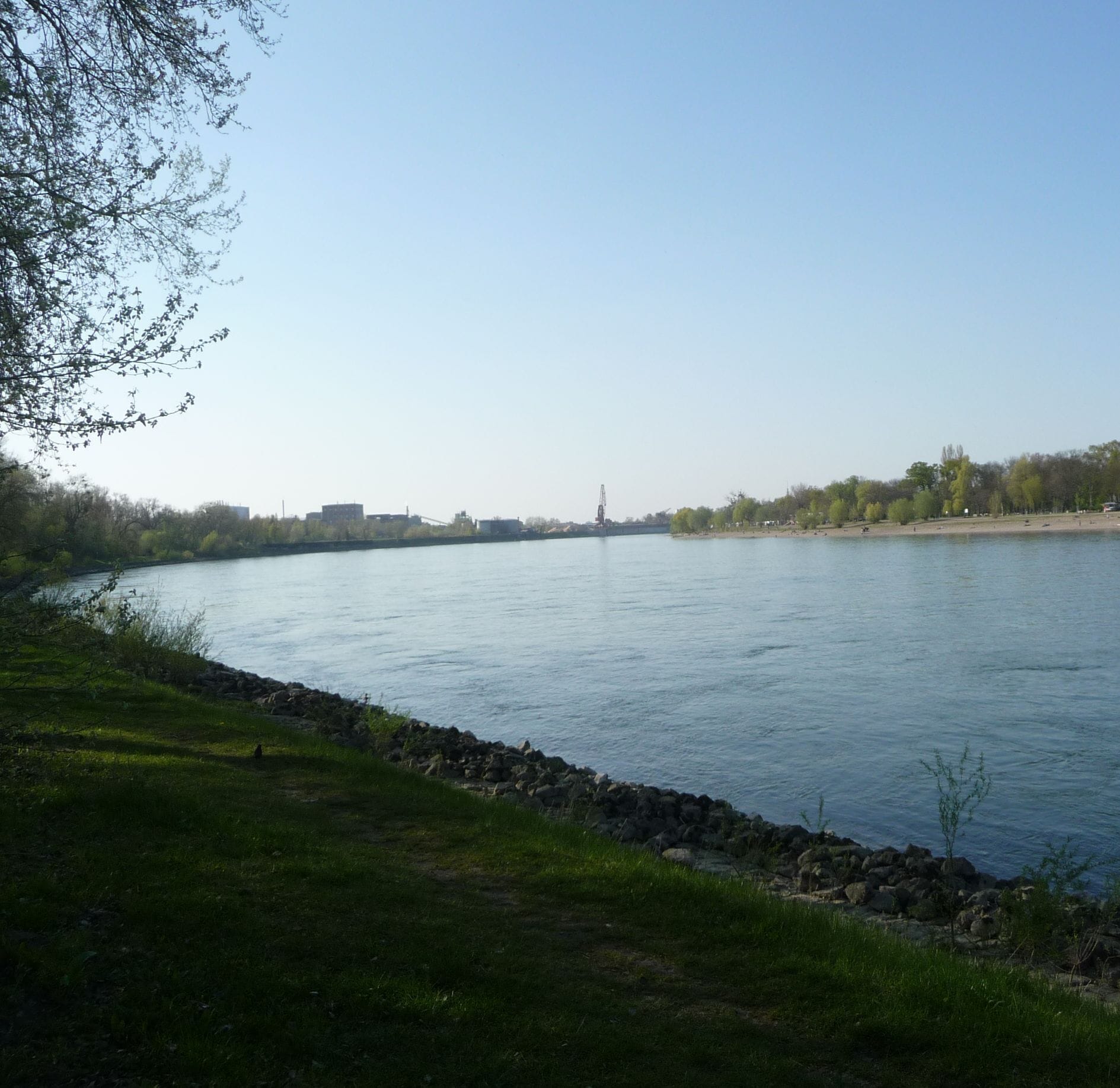 Rhein in Ludwigshafen-Rheingönheim mit Blick nach Mannheim (zum Strandbad)