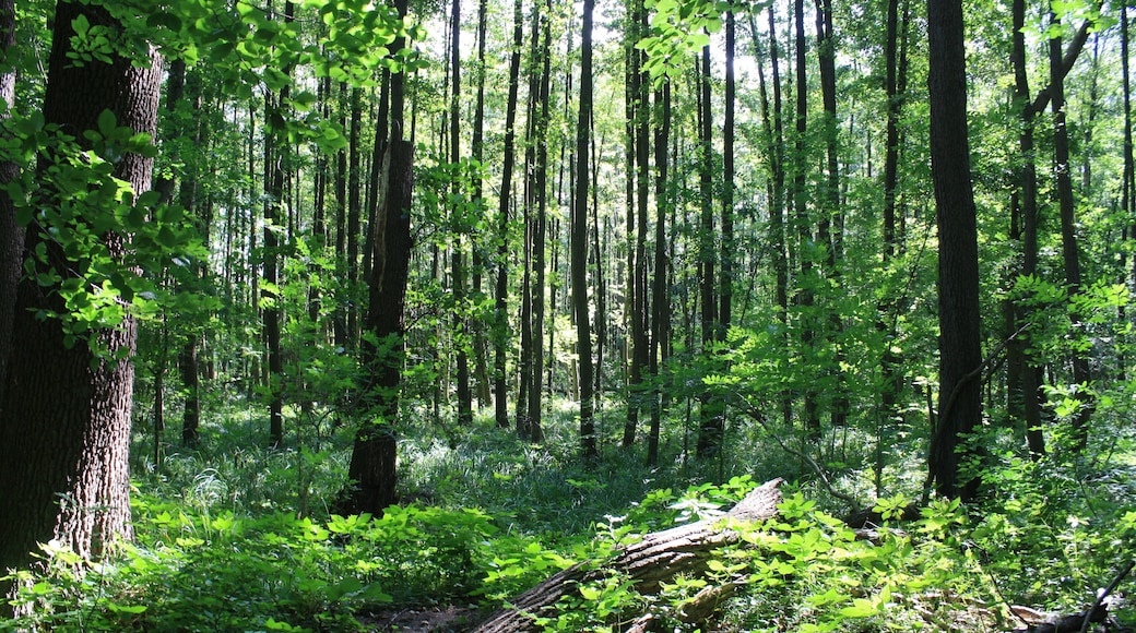 NSG Dümpel an der Landwehr (NSG LÜ 174)