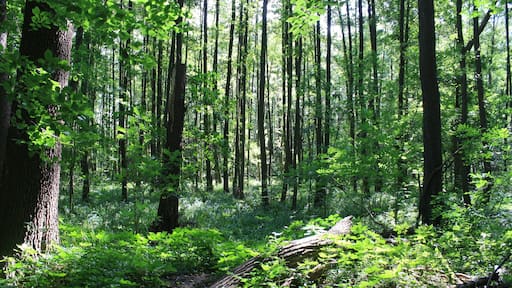 NSG Dümpel an der Landwehr (NSG LÜ 174)