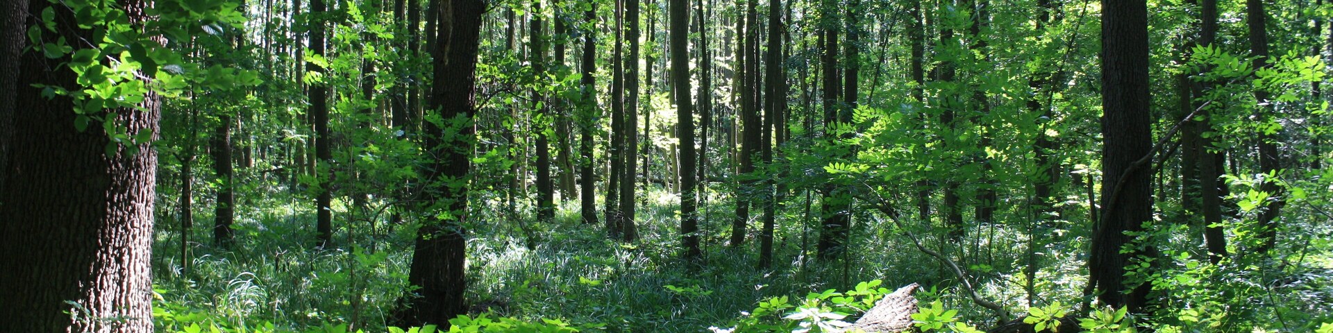 NSG Dümpel an der Landwehr (NSG LÜ 174)