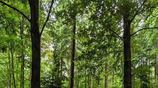 This is a picture of the protected area listed at WDPA under the ID