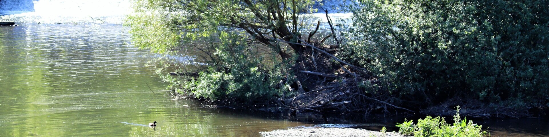 A river with a waterfall, surrounded by trees and small bushes.