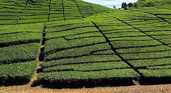 An amazing view of a tea plantation in Java.