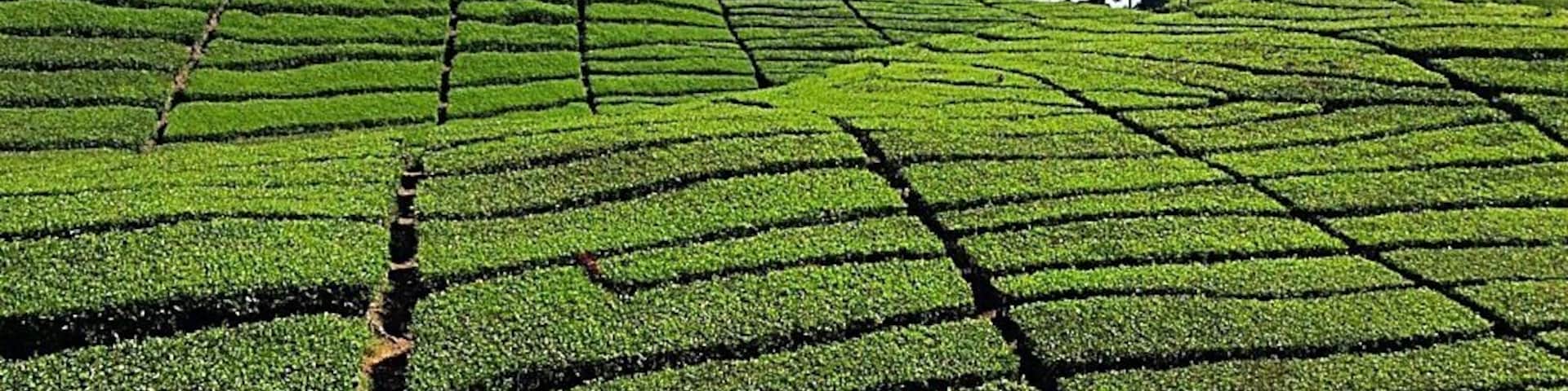 An amazing view of a tea plantation in Java.