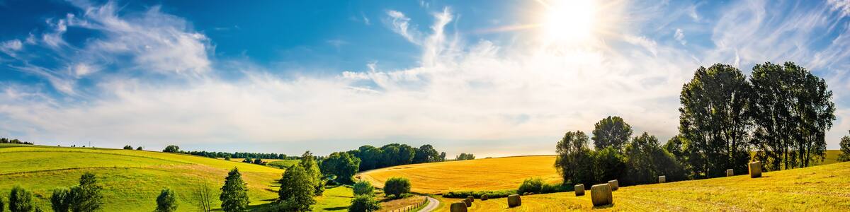 Landscape in summer with bright sun, meadows and golden cornfield in the background