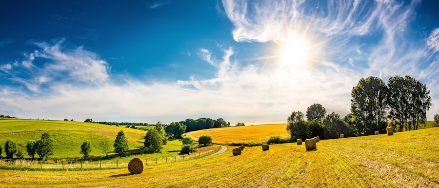 Landscape in summer with bright sun, meadows and golden cornfield in the background
