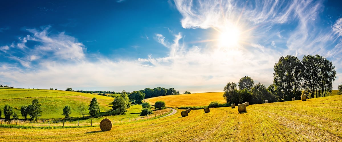 Landscape in summer with bright sun, meadows and golden cornfield in the background