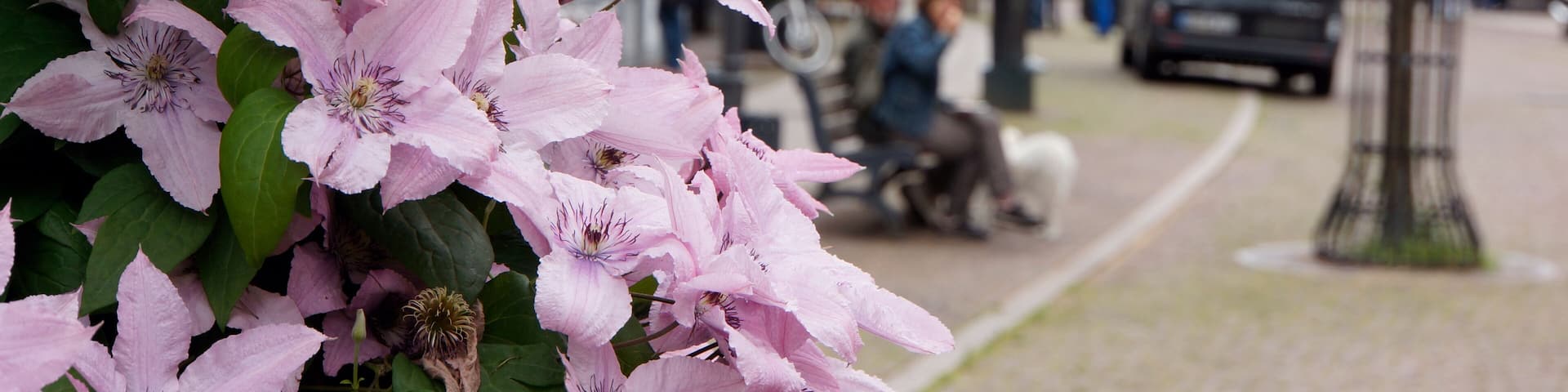Historisches Rathaus in der Altstadt
