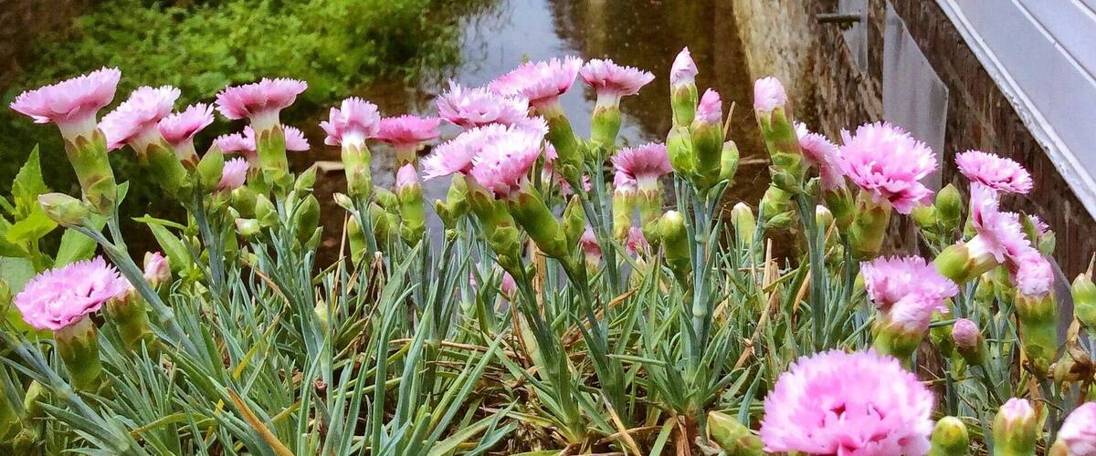 The historic town Langenberg, built on the hillside offers a picturesque view of winding streets and beautiful half-timbered houses.