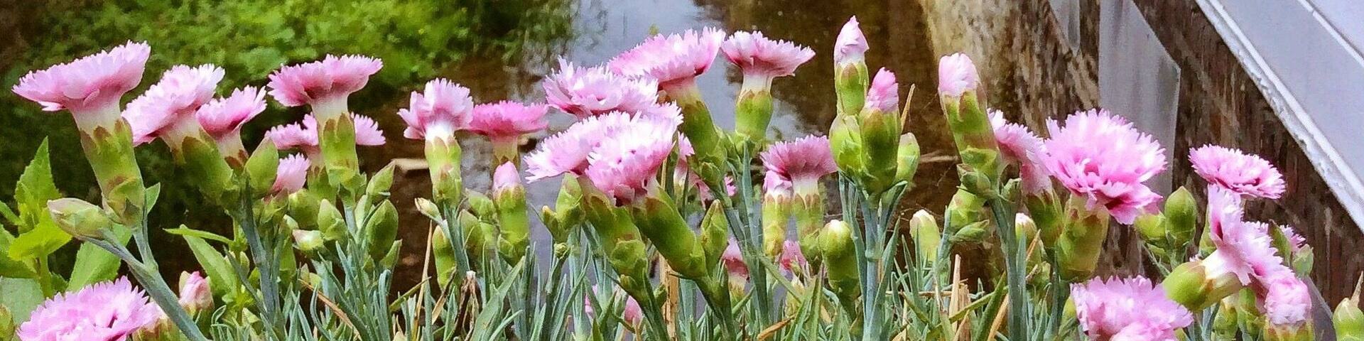 The historic town Langenberg, built on the hillside offers a picturesque view of winding streets and beautiful half-timbered houses.