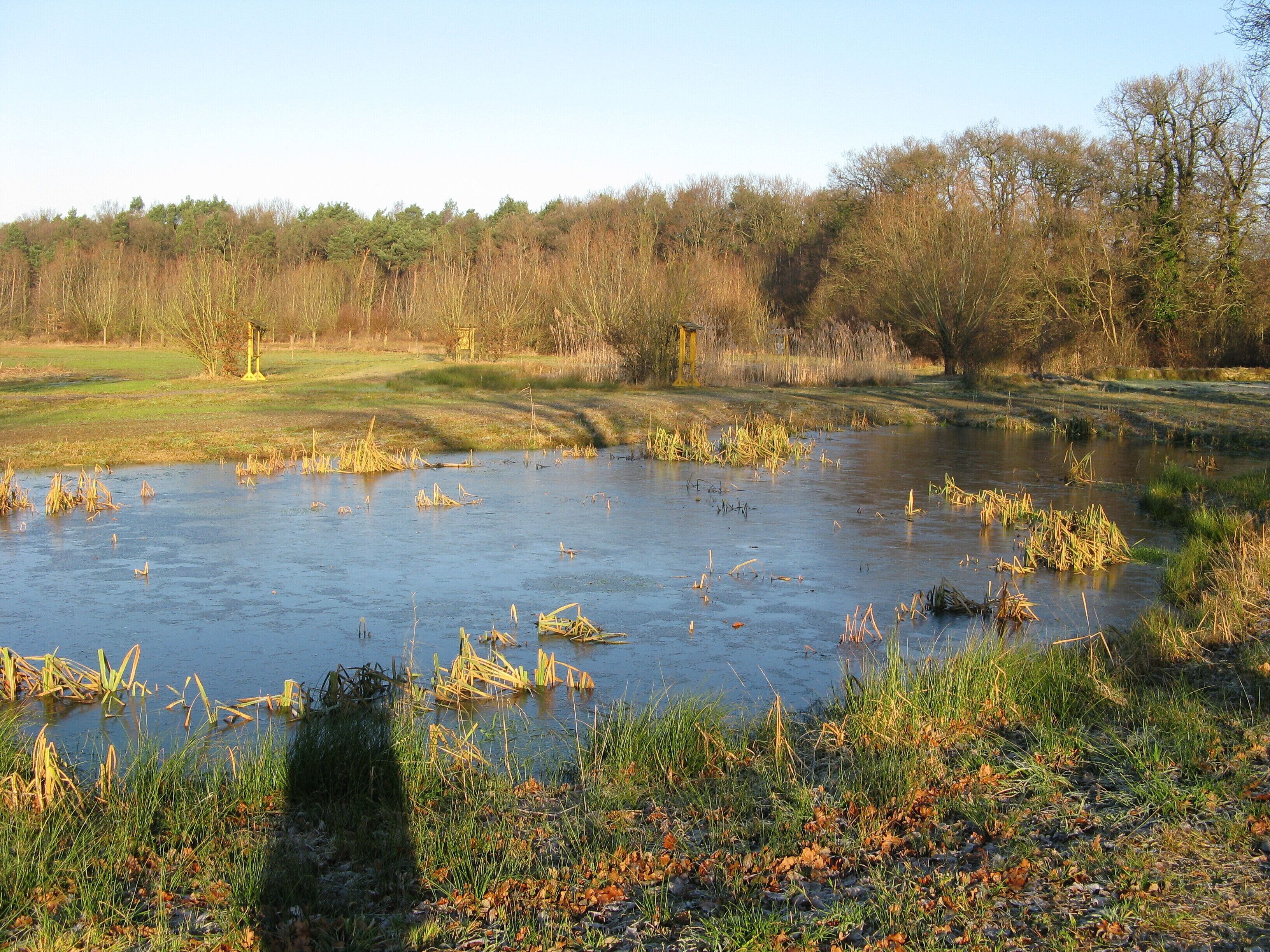 Kleingewässer im Naturschutzgebiet Nordholz bei Minden, Nordrhein-Westfalen.