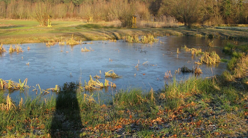 Kleingewässer im Naturschutzgebiet Nordholz bei Minden, Nordrhein-Westfalen.