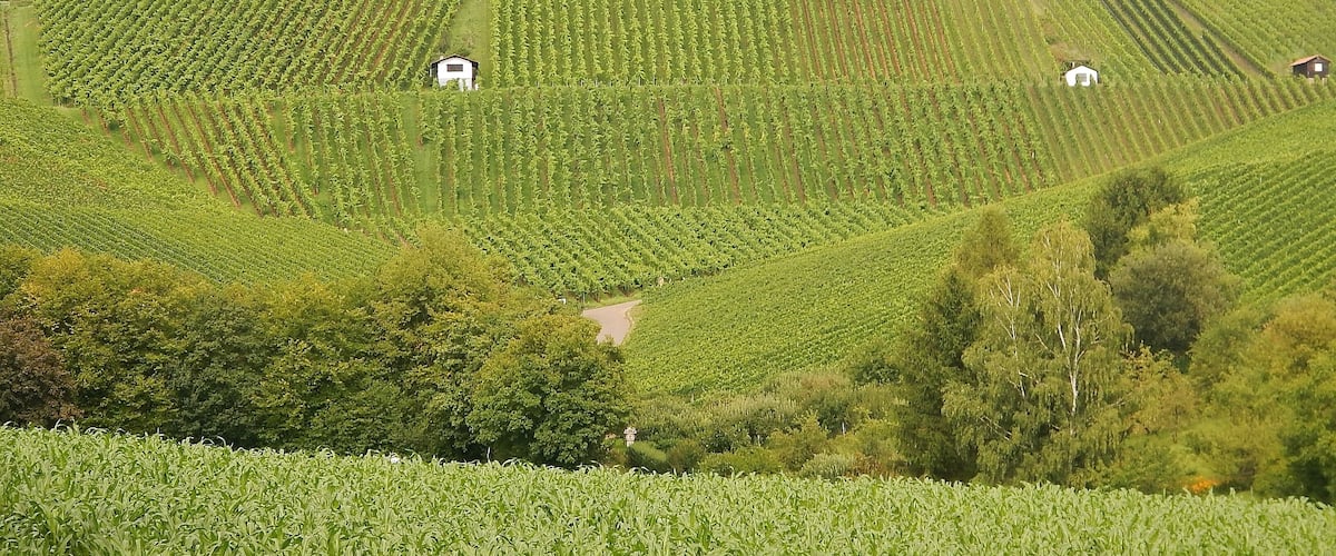 Scheuerberg