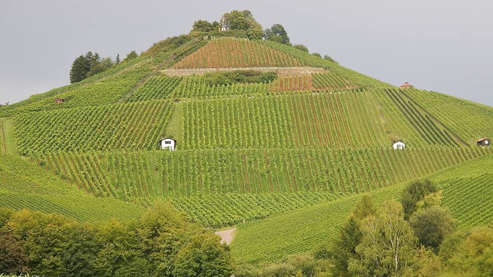 A vineyard on a hillside with rows of grapevines and small white buildings.