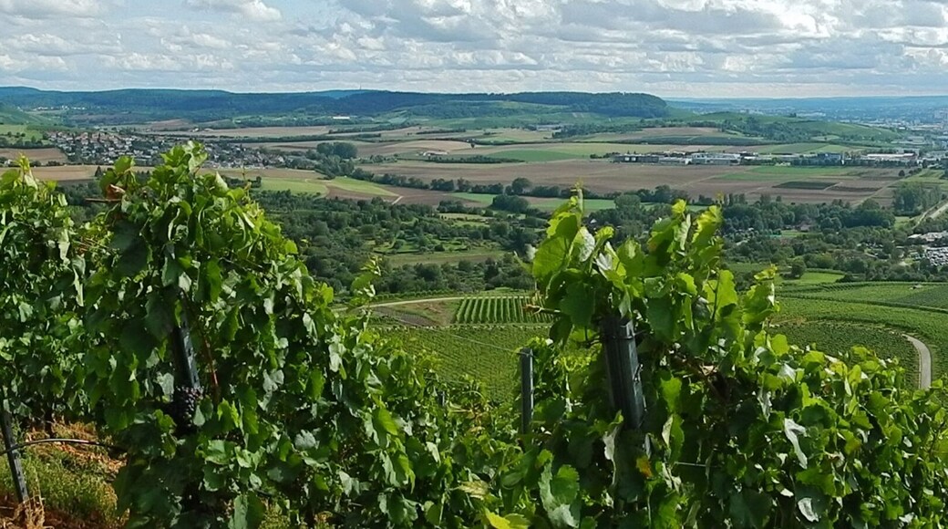 Ausblick vom Scheuerberg