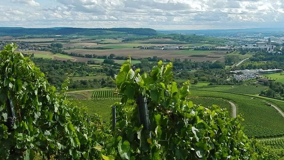 A vineyard with rows of grapevines, a distant cityscape, and rolling hills.