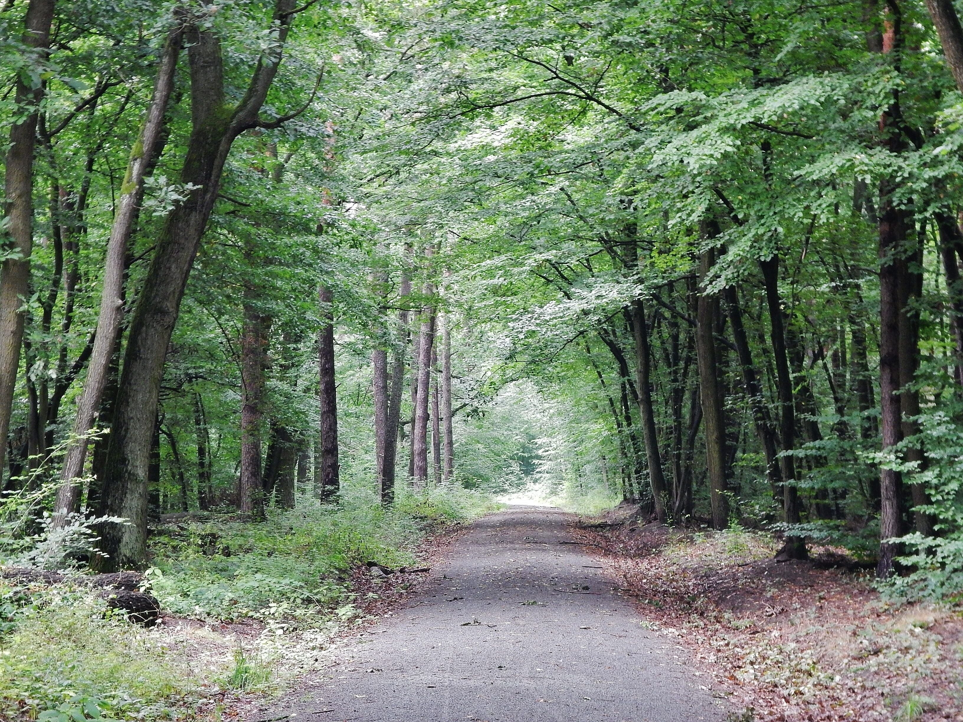 Waldweg bei Neu-Isenburg