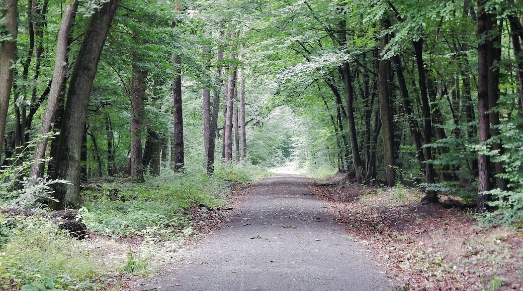 Waldweg bei Neu-Isenburg
