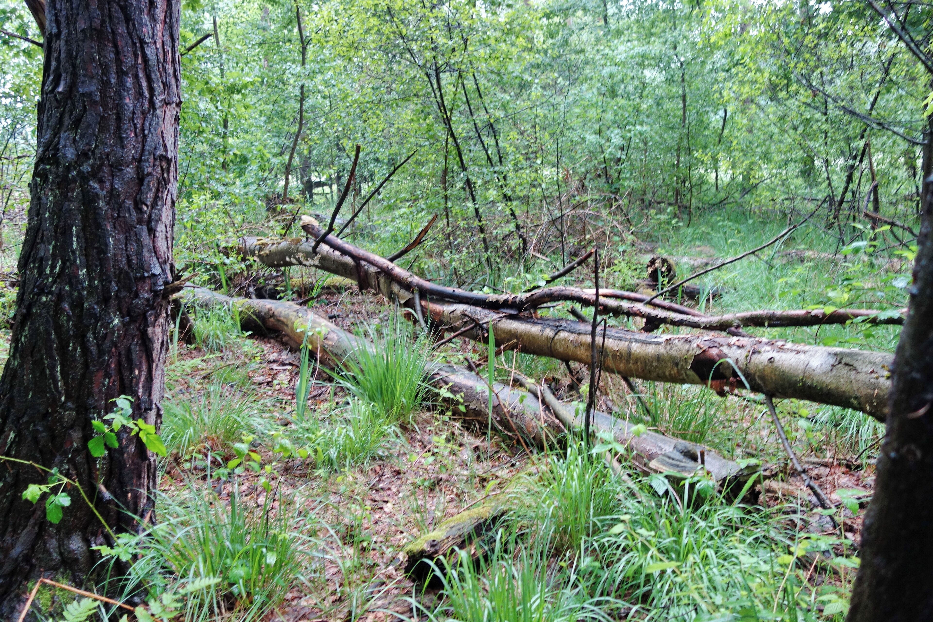 Totholz im NSG Bruch von Gravenbruch