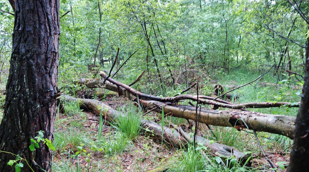 Totholz im NSG Bruch von Gravenbruch