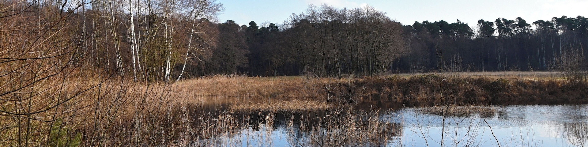 NSG_Bruch von Gravenbruch_Tümpel in der Müllerwiese_6