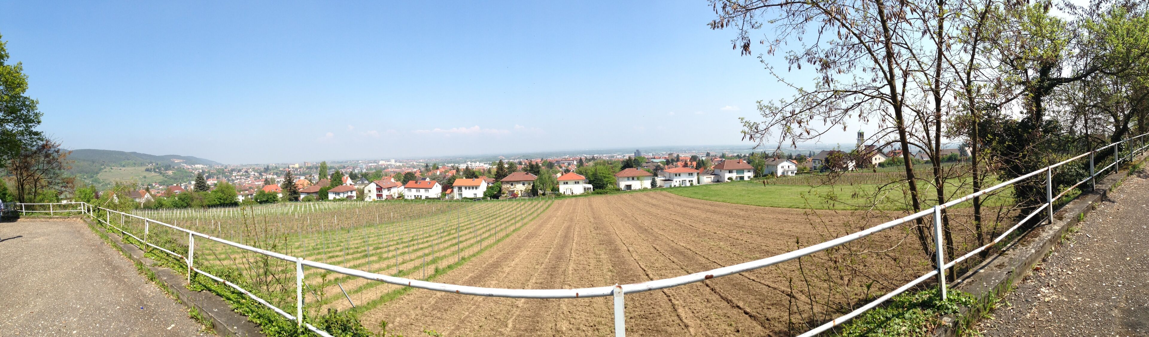 A vineyard with rows of grapevines, a white fence, and houses with red roofs in the background.