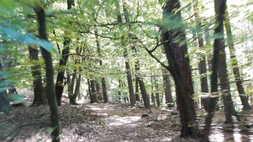 Naturpark und Biosphärenreservat Pfälzerwald