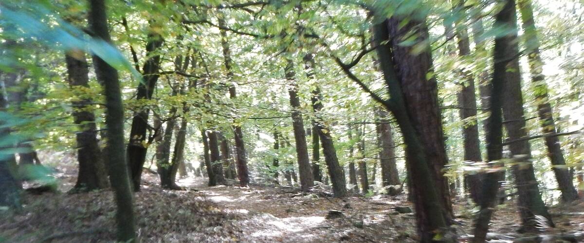 A forest with tall trees and a dirt path.