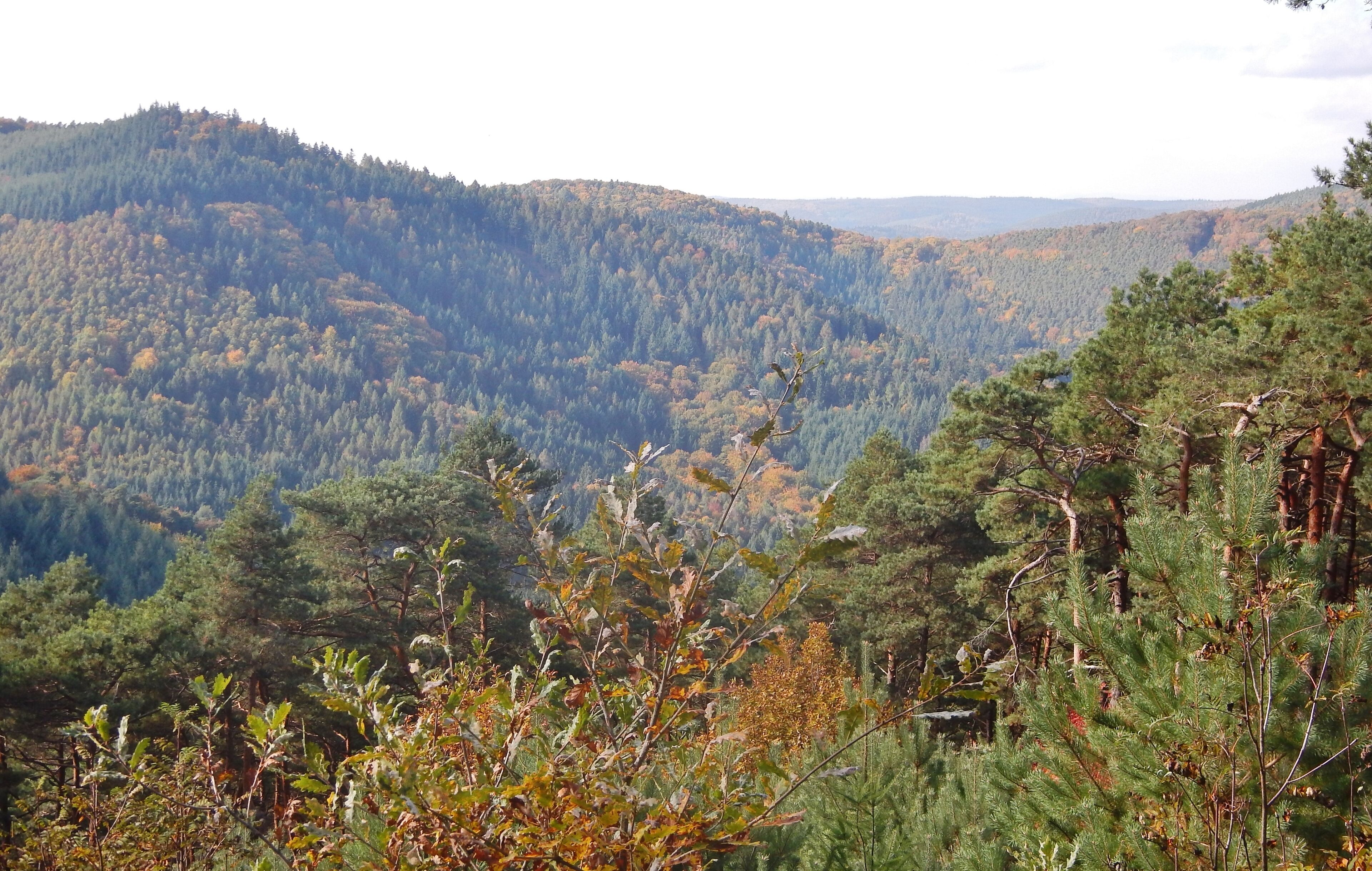 Naturpark und Biosphärenreservat Pfälzerwald