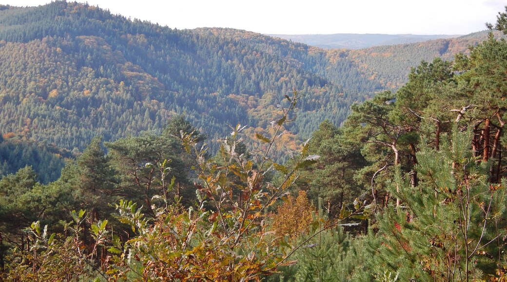 Naturpark und Biosphärenreservat Pfälzerwald