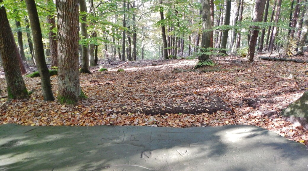 Boden Grenzfelsen "Breite Loog" im Naturpark und Biosphärenreservat Pfälzerwald
