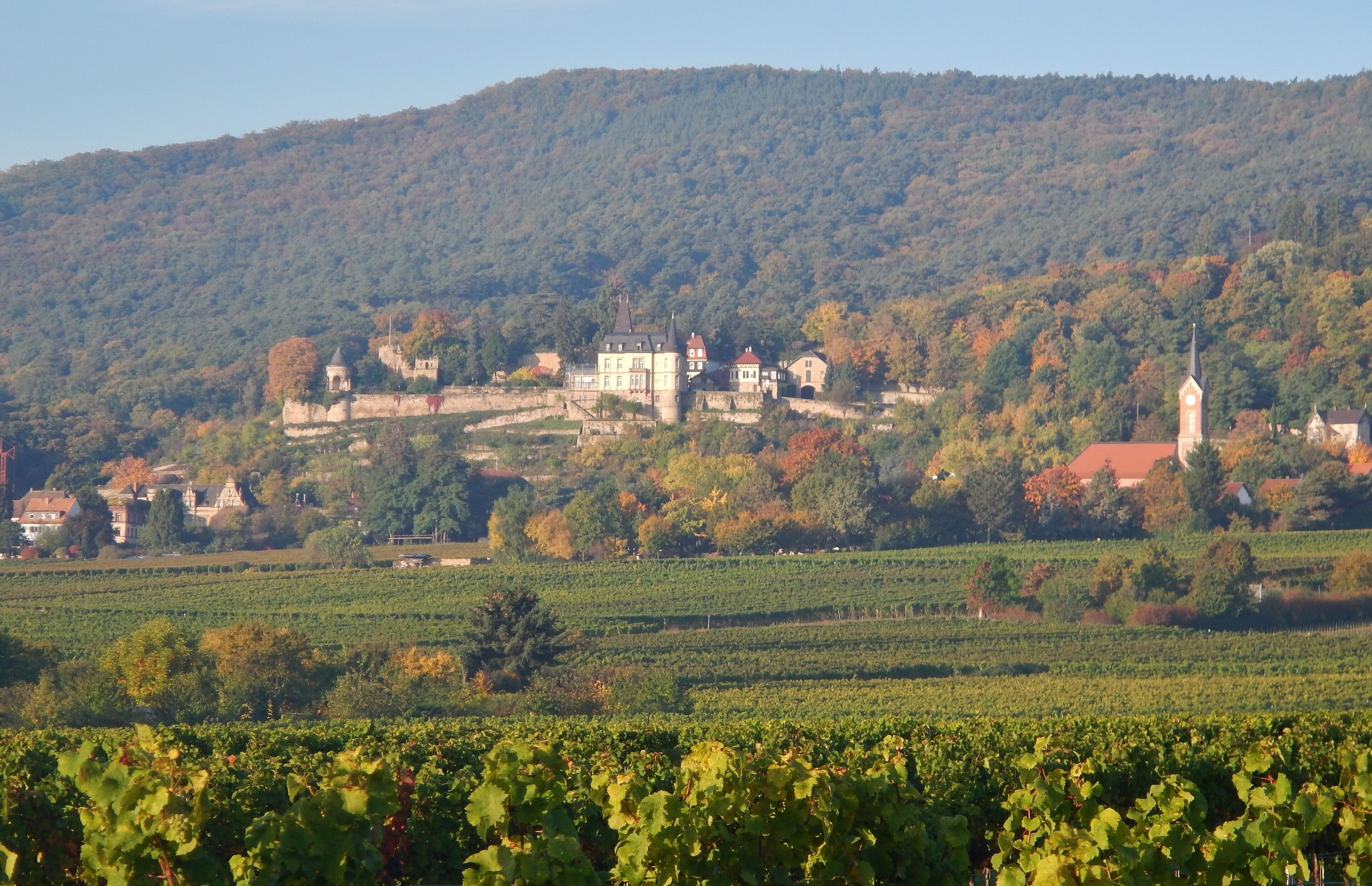 A vineyard with rows of grapevines, a castle, and a church on a hillside.