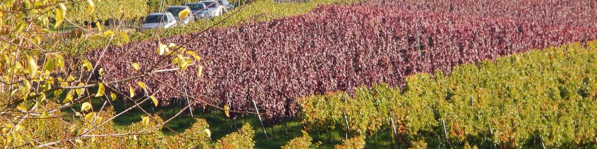 Haardtrand-Am Sonnenweg
