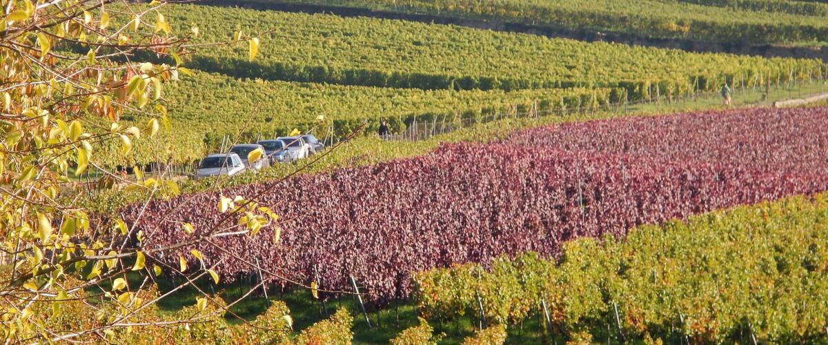 Haardtrand-Am Sonnenweg