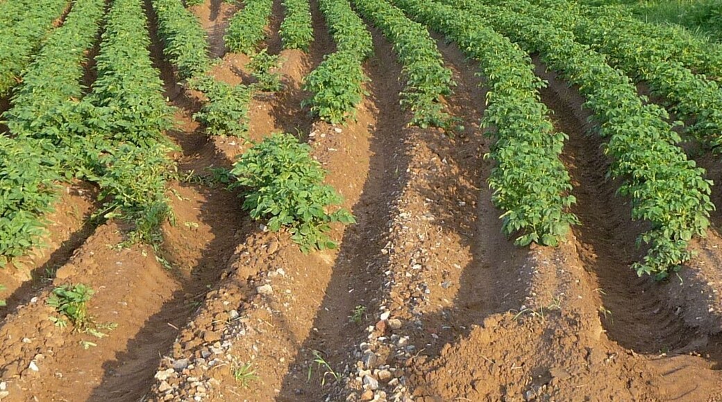 seltsame Webetechnik im Kartoffelacker vor Geinsheim