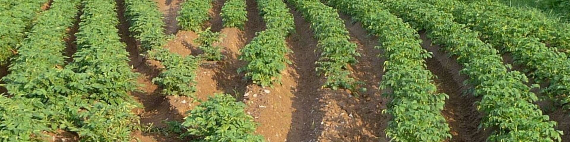 seltsame Webetechnik im Kartoffelacker vor Geinsheim